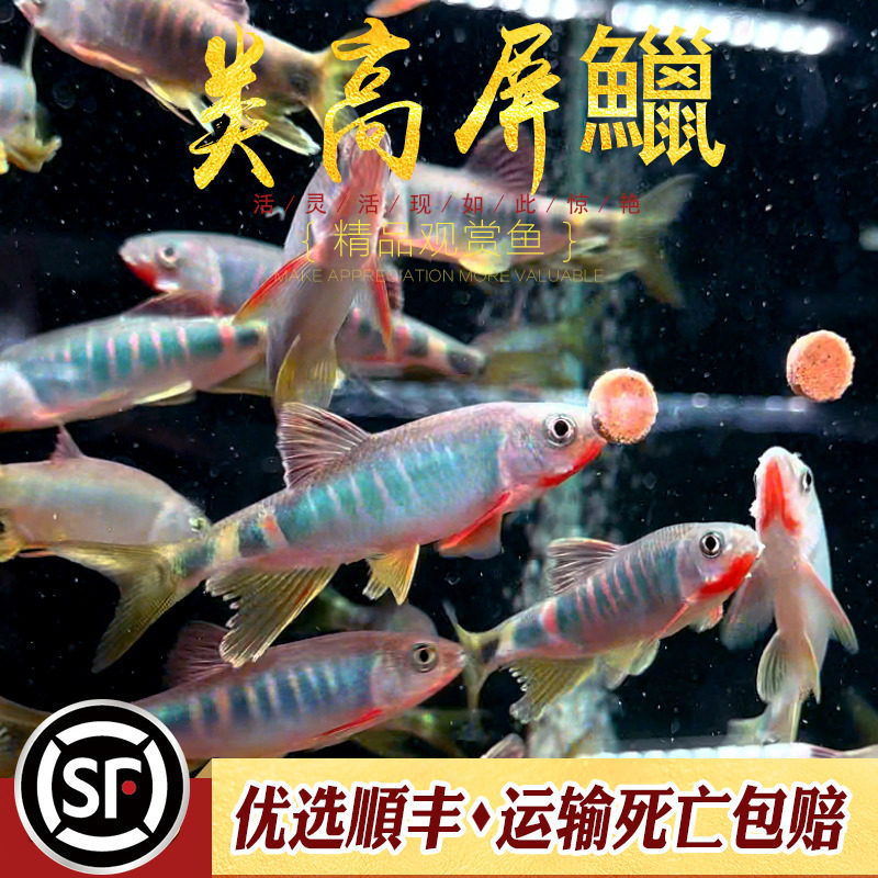 类高屏鱲冷水鱼淡水鱼长鳍鱲宽旗鬣中国蕞美原生鱼溪流缸群游活体_虎窝淘