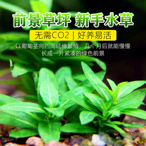 [水族乡]前景水草 优质 正宗南美叉柱花 叉柱青叶柳 鱼缸造景推荐 - 图0