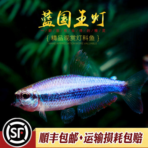 蓝国王灯热带灯科鱼水草缸群游帝王灯蓝帝提灯国王皇后灯鱼活体鱼 - 图0
