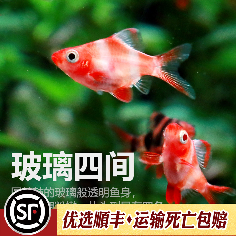 四间虎皮鱼入门级观赏鱼淡水热带金四间大帆荧光绿懒人鱼耐寒活体 - 图2