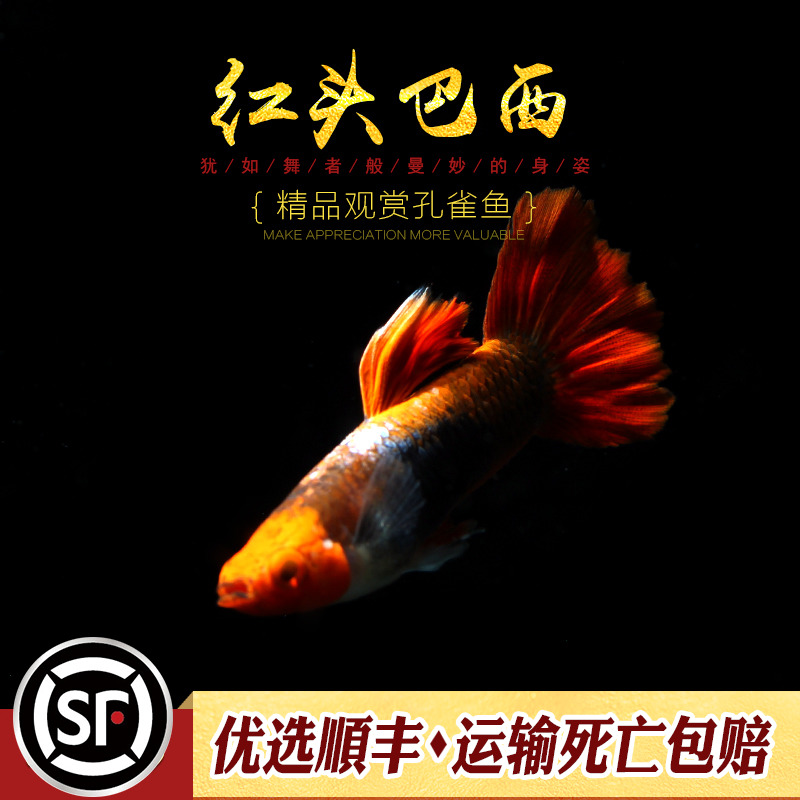 [水族乡]红头巴西红扇热带观赏宠物鱼巴西扇小型鱼缸活体凤尾鱼-图1