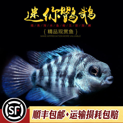 迷你鹦鹉鱼台湾小型短鲷英武白金波子蓝色观赏鱼活体热带鱼好繁殖 - 图1