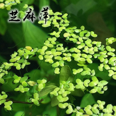 浮萍水草集合水芙蓉肚兜萍槐叶萍圆心萍芝麻红毛丹萍珊瑚浮萍no3 虎窝淘