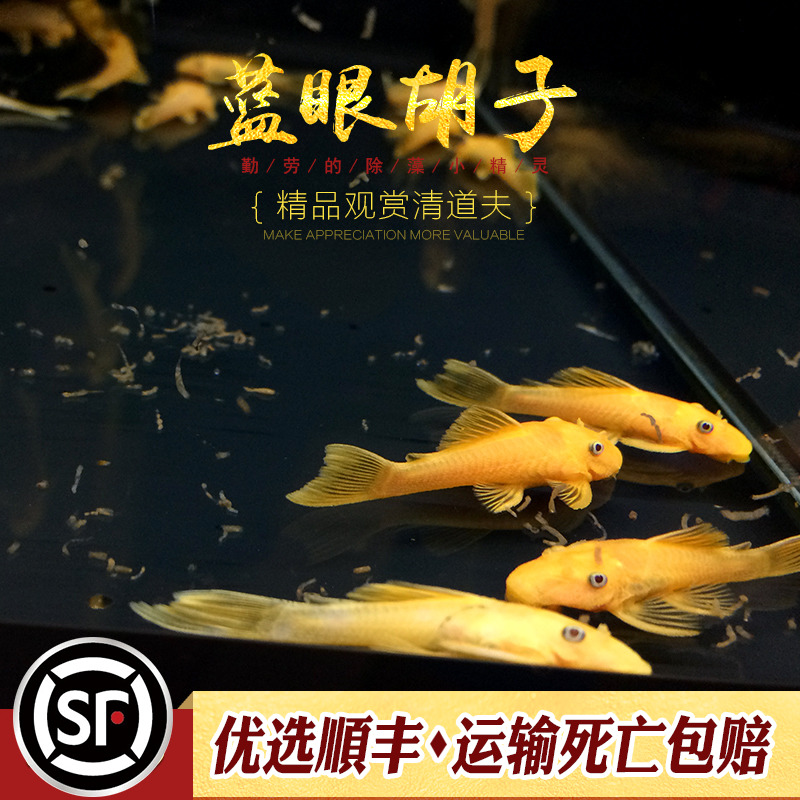 蓝眼大胡子淡水工具鱼除藻异型黄金胡子大帆鱼热带鱼除藻能手活体 - 图2