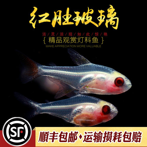 红肚玻璃灯淡水热带观赏鱼草缸群游透明霓虹七彩拉拉黄扯旗活体鱼 - 图2