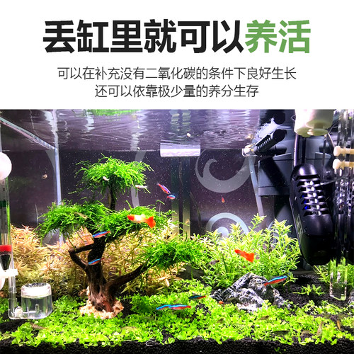 散装三角莫斯垂泪怪蕨阴性草懒人造景虾窝躲避屋水草绑线沉木定值 - 图2