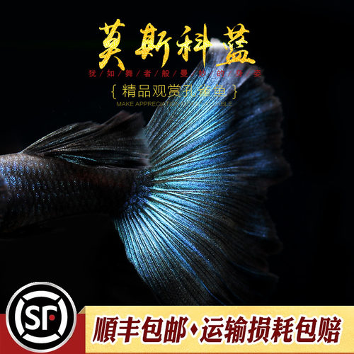 莫斯科蓝孔雀鱼精品观赏纯种热带小型胎生鱼冰蓝莫兰墨兰缎带活体 - 图1