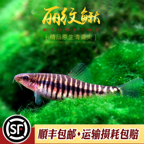 丽纹鳅云南斑马鳅淡水观赏鱼冷水不加温底层工具鱼群游热带鱼活体 - 图1