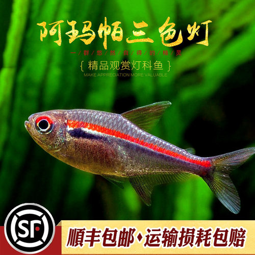 阿玛帕三色灯鱼南美阿马帕玛高端小型灯科鱼灯鱼群游观赏小鱼活体 - 图2