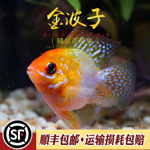 金波子鱼宠物波子皮卡丘热带鱼淡水草缸小型观赏鱼凤凰短鲷鱼活体 - 图1