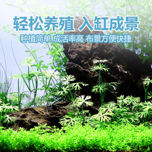 鹿角矮珍珠水草发烧高端中前进造景迷你趴爬地矮珍珠稀有品种活体 - 图0
