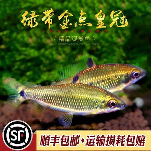 绿带金点皇冠灯鱼非洲进口高端稀有中型群游鱼经典吃黑毛丝藻活体 - 图0