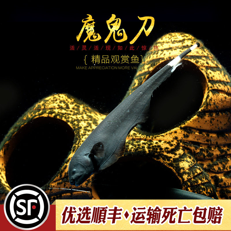 魔鬼刀热带观赏鱼黑魔鬼刀羽毛刀鱼线么刀电鳗黑羽毛刀招财鱼活体_虎窝淘