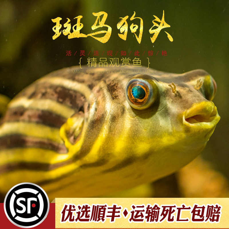 斑马狗头淡水河豚鱼班马热带宠物鱼观赏鱼会吹气的凶猛小型鱼活体_虎窝淘