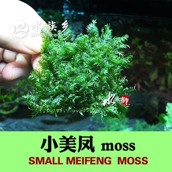 [水族乡]小美凤迷你美凤水草moss网片定植虾缸水草缸凤尾莫丝-图0