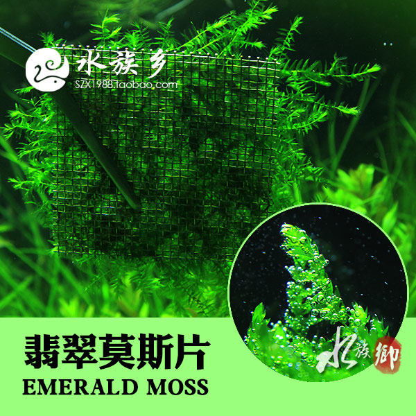 [水族乡]翡翠莫斯造景水草中前景虾缸草缸造景水下莫丝moss超靓-图2