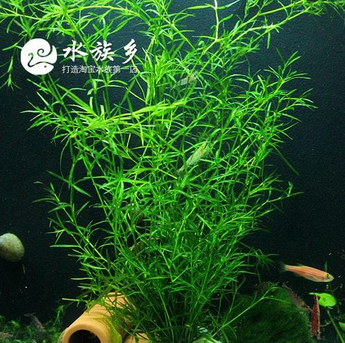 印度小竹节草中后景懒人新手造景虾缸躲避真金鱼藻阴性水草缸活体 - 图3