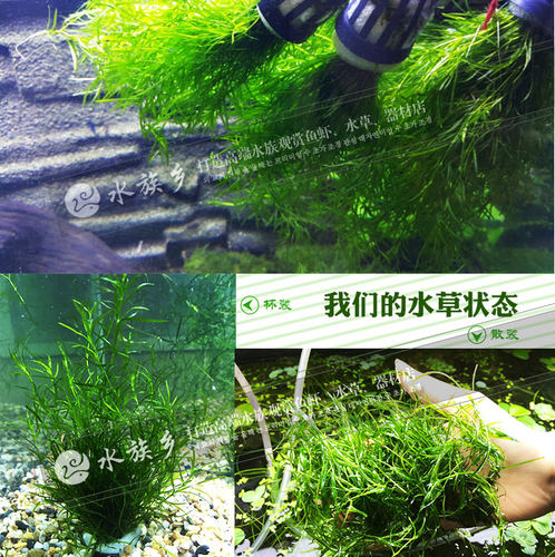 印度小竹节草中后景懒人新手造景虾缸躲避真金鱼藻阴性水草缸活体 - 图2