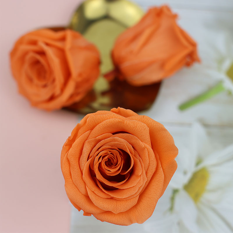 永生花4cm保鲜真花diy婚礼情人节礼盒手工玫瑰花熊花材料生日礼物