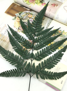 进口龙须草diy礼盒蕨叶芒萁羊齿