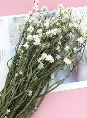 材料包永生花diy活动花材