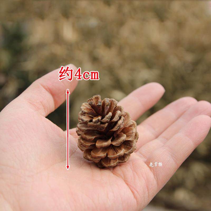 永生花配材天然圣诞松果实干花落叶松DIY情人节现金礼盒手工材料