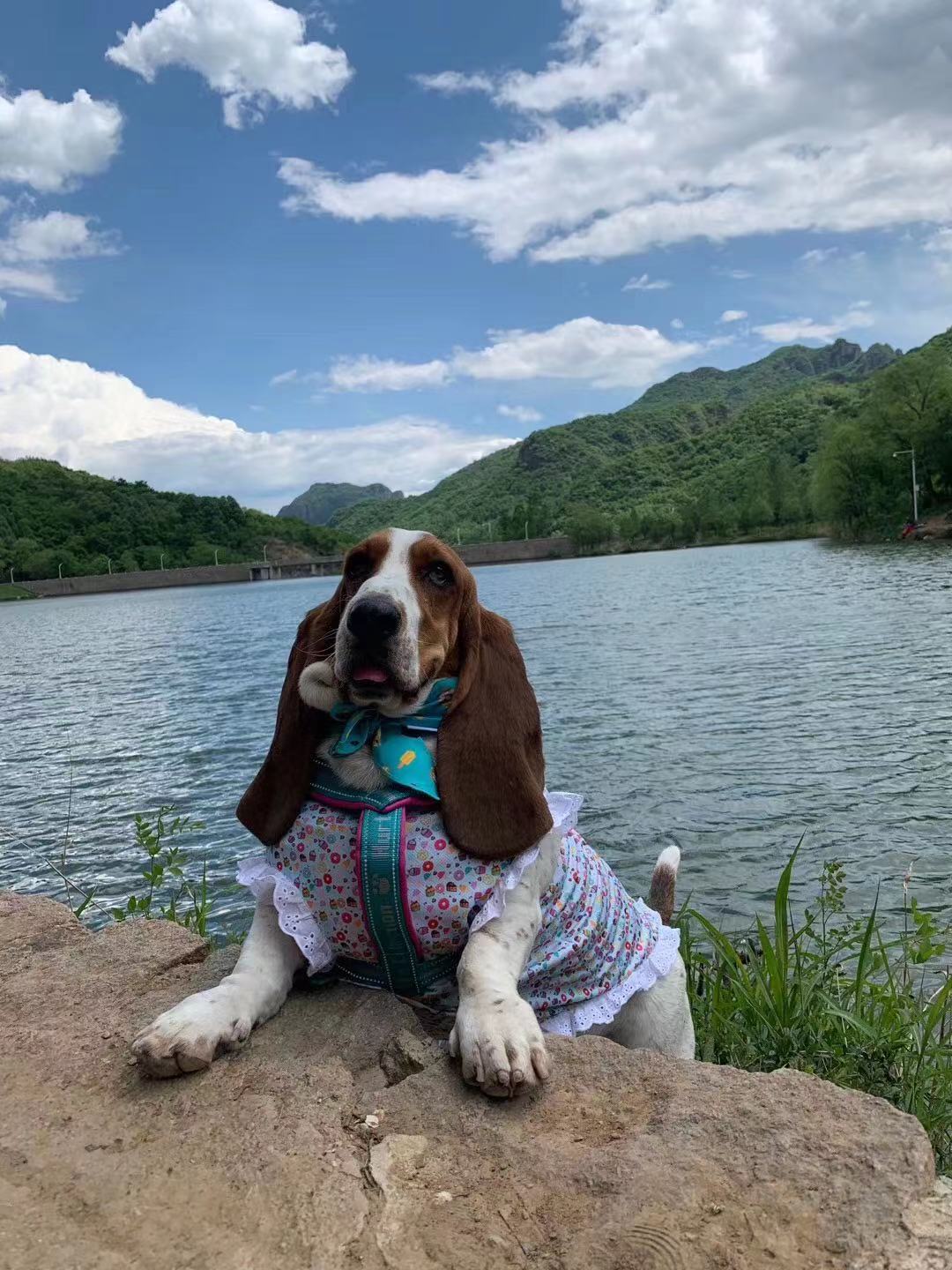 靓靓帅帅夏季冰淇淋荷叶边连衣裙网眼好打理大狗夏装背心衣服防晒 - 图1