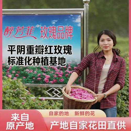 头采平阴玫瑰花冠茶食用重瓣红玫瑰无硫熏不提精油大朵原产地50克 - 图0