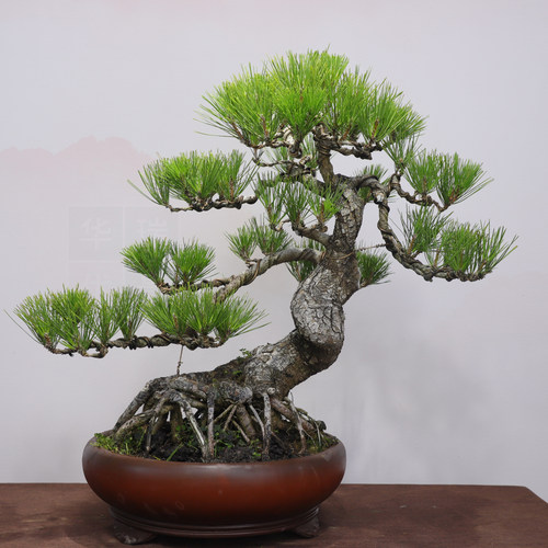 造型爆皮黑松盆景老桩松柏盆栽四季常青植物居家办公绿植 年货礼 - 图0