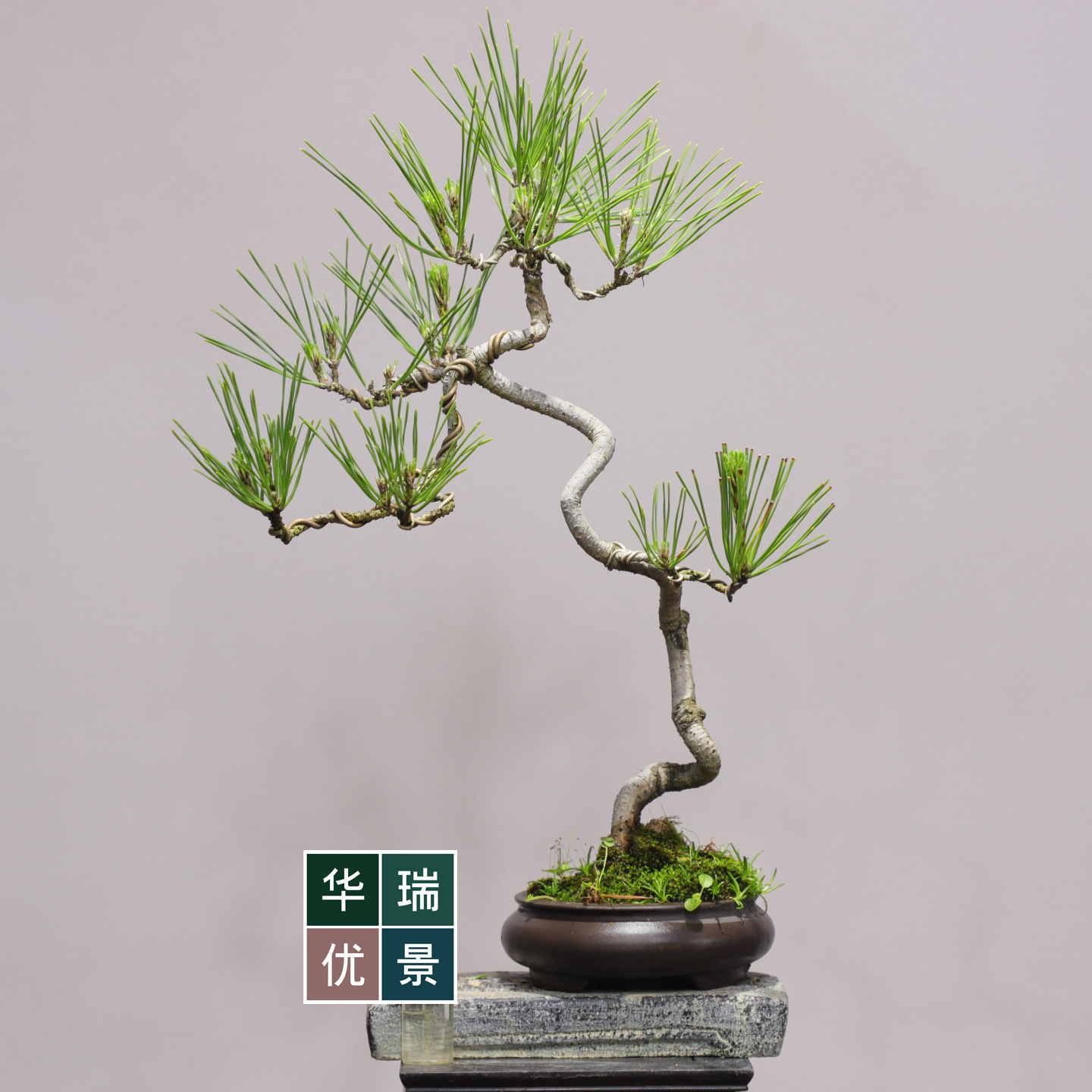 爆皮小黑松掌上盆景茶台盆景办公桌绿植掌上盆栽耐旱耐冻植物送礼,淘宝优惠券,粉丝福利购,淘宝优惠卷