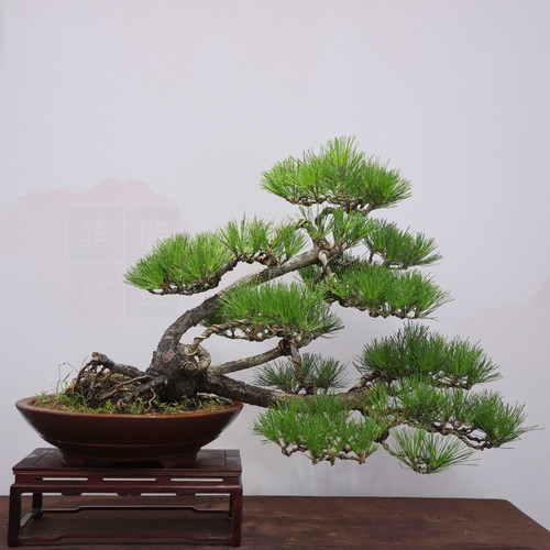 造型爆皮黑松盆景老桩松柏盆栽四季常青植物居家办公绿植 年货礼 - 图1