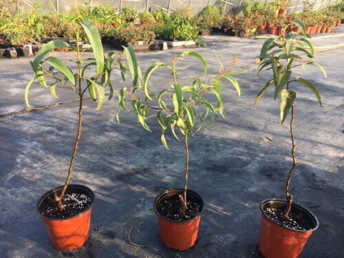 []尤加利/柠檬桉大中小苗，浓香，驱蚊精油，冬苗叶子偏红 - 图0