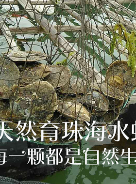 湛江珍珠海水珍珠蚌马氏贝