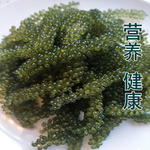 新鲜海葡萄即食长寿菜海藻菜寿司绿色鱼子酱100g - 图2