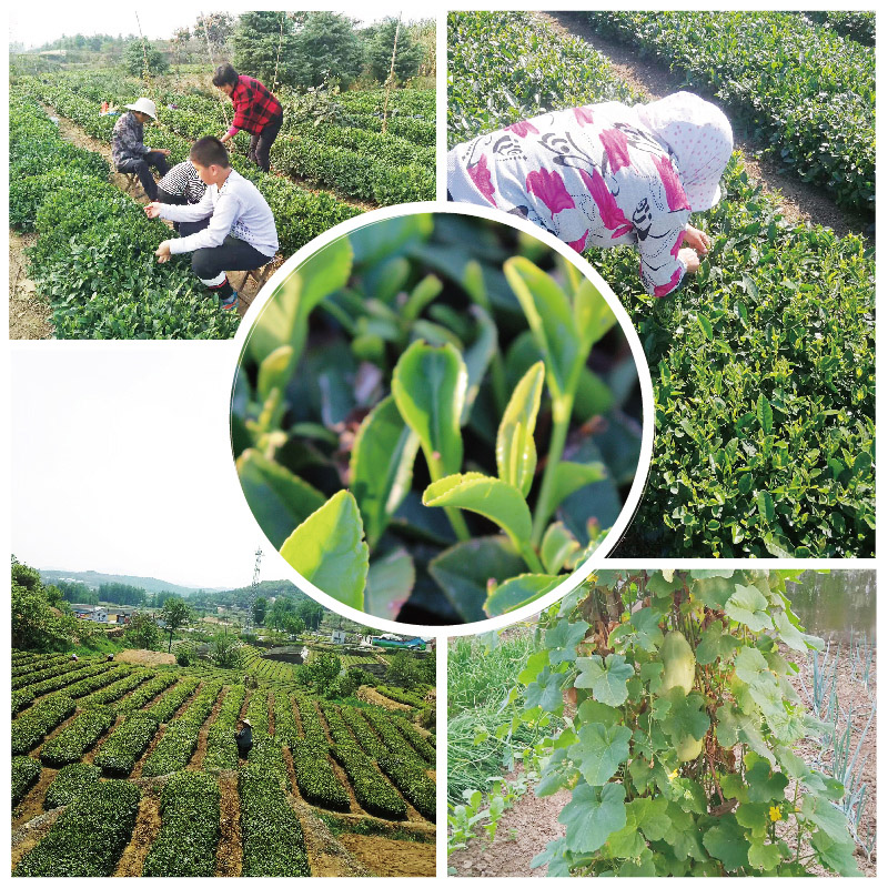 日照绿茶印象茶叶新茶袋装山东炒青茶叶500g一级浓香耐泡散装绿茶 - 图1