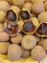 Direct hair from the lychee dry origin of the chemical stone gate forest park in Guangzhou