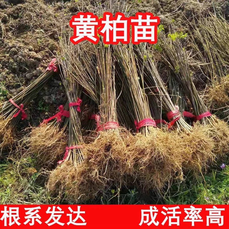 基地直销中药材植物川黄柏树苗新品黄檗黄菠梨庭院绿植经济造林苗-图1