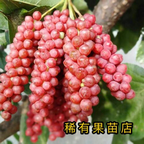 五味子种苗南北五味子苗五味子树苗包成活 藤本植物 稀有果苗 - 图3
