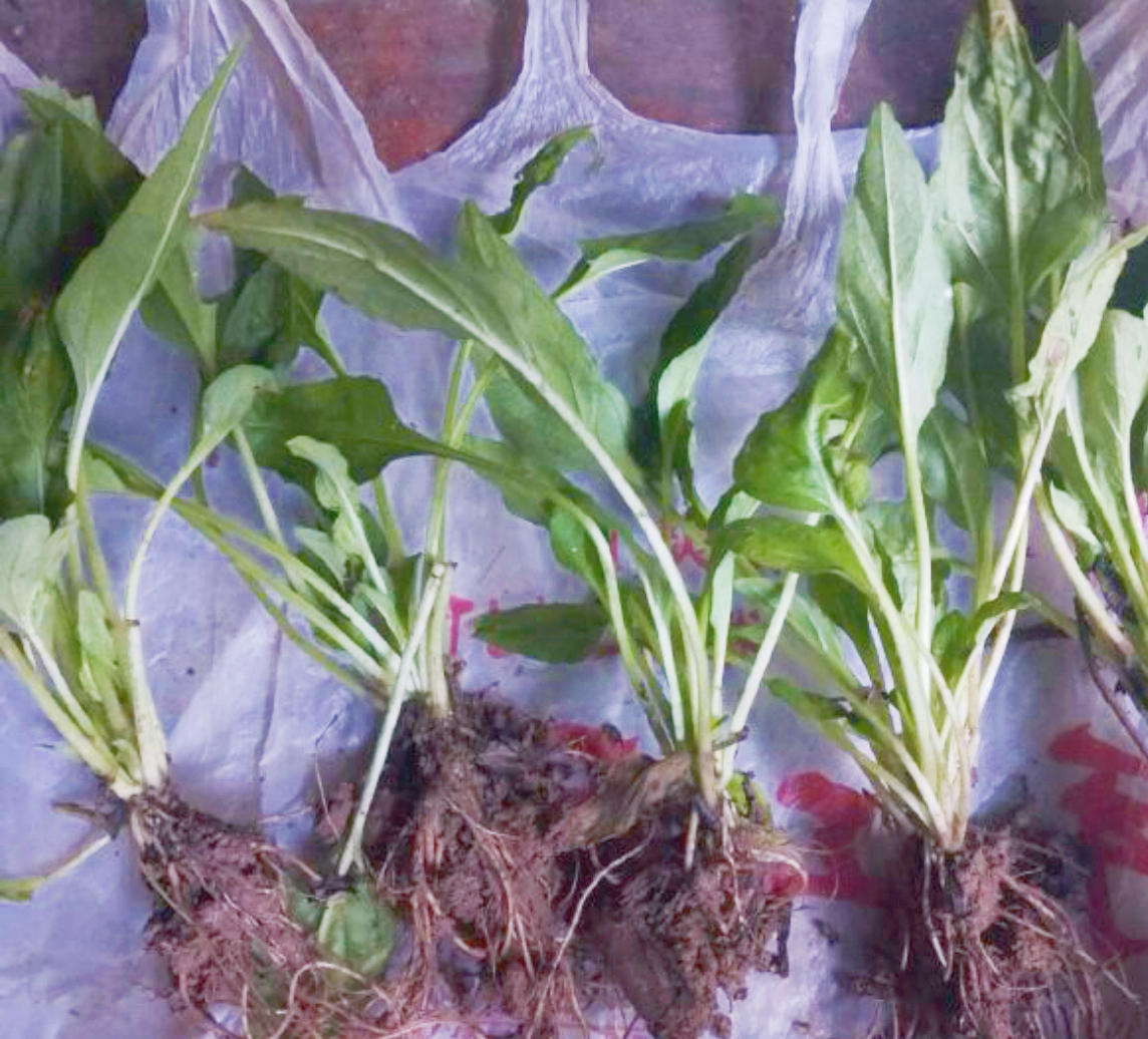 夏枯草苗中药材鲜活夏枯球盆栽盆景消肿明目清肝泻火 - 图1