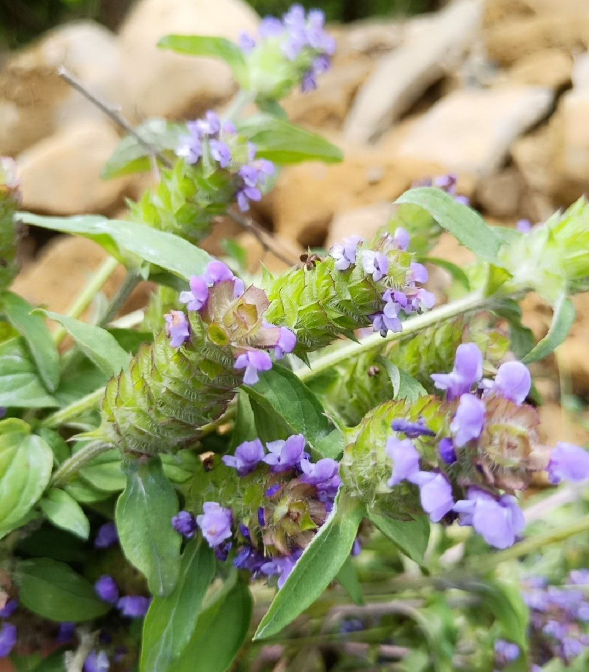 夏枯草苗中药材鲜活夏枯球盆栽盆景消肿明目清肝泻火 - 图0