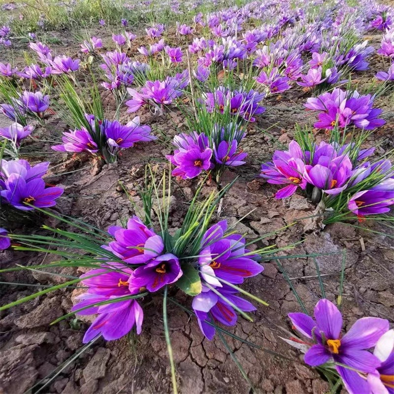 药用藏红花种球盆栽西藏番红花球根种子籽树苗秋冬季耐寒耐冻花卉-图1