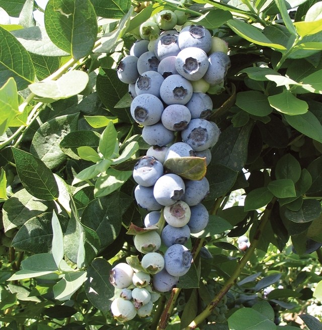 鼓岭蓝莓果苗南北高丛推荐庭院阳台露台盆栽果树易成活好结果观果,淘宝优惠券,粉丝福利购,淘宝优惠卷