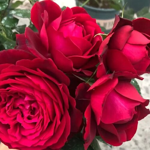花知述园艺詹尼斯大花浓香庭院花卉月季盆栽玫瑰 - 图1