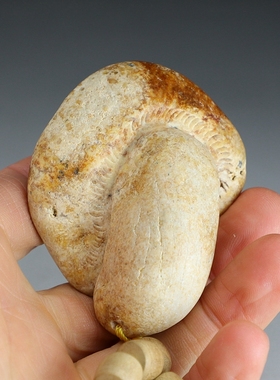 [菌]天然红皮石牛肝菌手玩件天工开物手工俏雕蘑菇手把件楼叔孤品