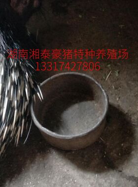 豪猪食盆 豪猪食盒 箭猪刺猪食盒 重10-11斤一只仅售58元一只