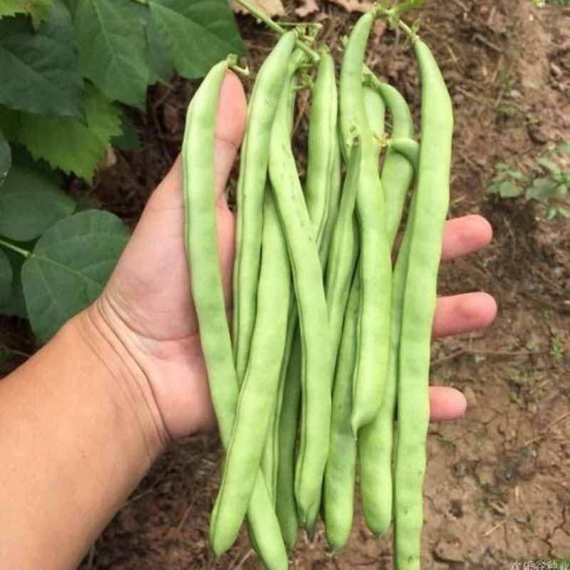 无架豆种子豆角矮生四季豆种籽豇豆蔬菜孑菜豆地豆不搭架豆种扁豆 - 图1