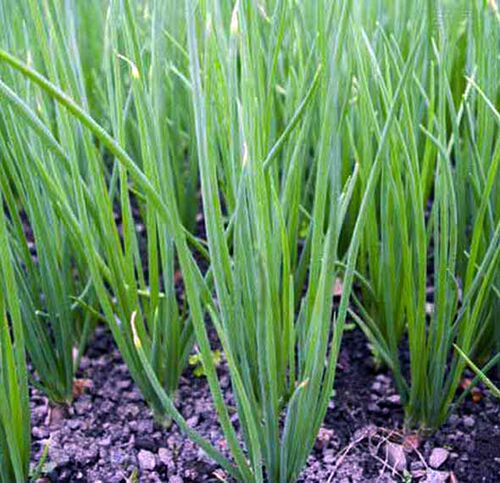 四季播蔬菜种子套餐（小葱香菜小白菜生菜）阳台庭院种菜盆栽易种 - 图0