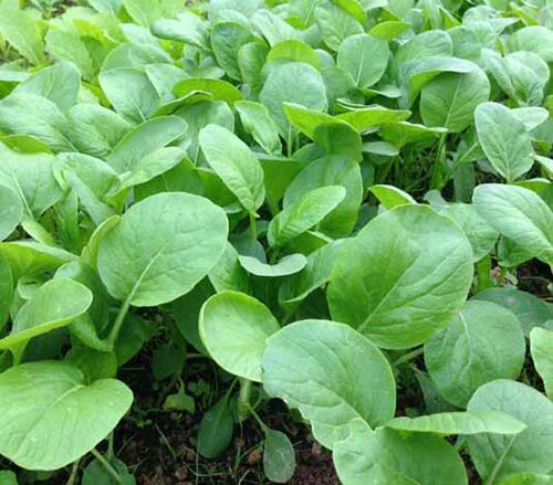 四季播蔬菜种子套餐（小葱香菜小白菜生菜）阳台庭院种菜盆栽易种 - 图2