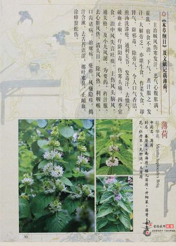 本草纲目正版彩图 图解白话彩图版药方药膳 李时珍原著中医医学书籍大全 中草药彩色图谱大全 中医养生畅销医学书籍 精装全集4册 - 图2