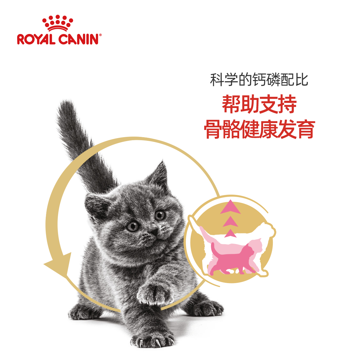 皇家英短专用幼猫粮BSK38蓝猫银渐层猫奶糕奶猫粮官方授权旗舰店-图2